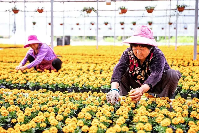 Villagers take care of potted flowers at a flower seedling base in Hai 'an, east China's Jiangsu Province, May 14, 2021. (Photo by Costfoto/Barcroft Media via Getty Images)