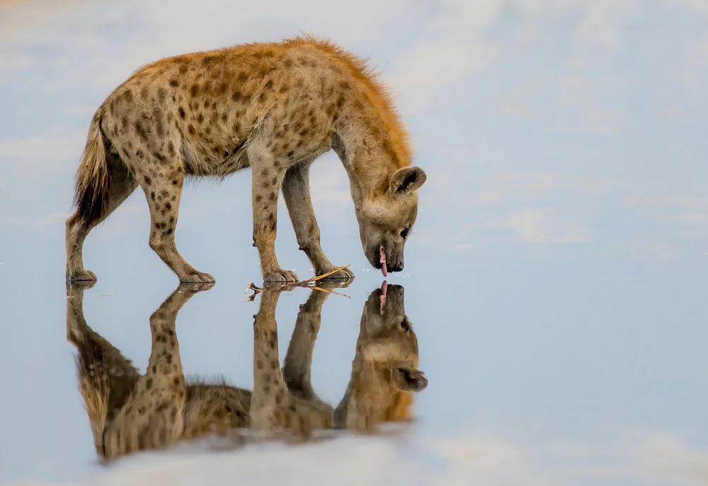 Some Photos: Animals