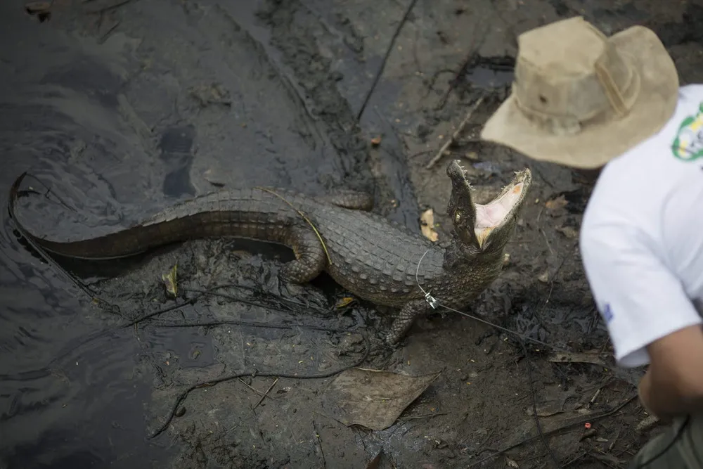 Thousands of Caimans Thrive in Rio's Urban Sprawl