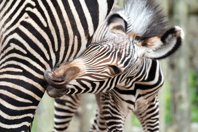 An endangered Grévy’s zebra foal with its mother at Marwell zoo in Hampshire, England on October 15, 2018. (Photo by Jason Brown/PA Wire)