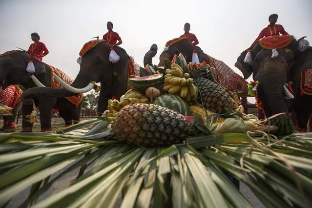Elephants enjoy a “buffet” of fruit and vegetables during Thailand's National Elephant Day in the ancient Thai capital Ayutthaya March 13, 2015. (Photo by Athit Perawongmetha/Reuters)