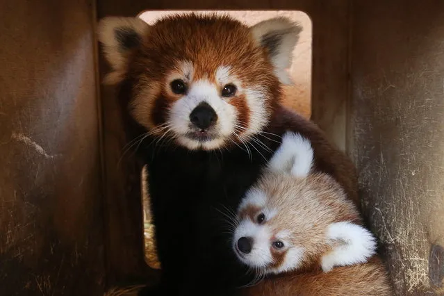 A three months old red panda (down) is seen with his mother (up) in the Attica Zoological Park in Spata, east of Athens, Greece on September 25, 2023. Red panda is a small mammal native to the eastern Himalayas and southwestern China and belongs to the endangered species. They spend more of their time on trees and sleep over 12 hours per day. (Phoot by Orestis Panagiotou/EPA)