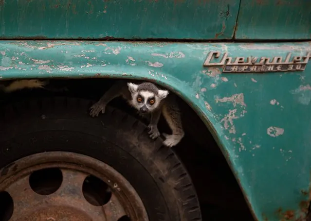 A ring-tailed lemur peeks out from the front tire of a truck inside the Buin Zoo in Santiago, Chile, Tuesday, June 15, 2021. The largest private zoo in Chile, experiencing a serious economic situation due to the closure of its doors as a result of the prolonged quarantine measures, has started a campaign coined, âßœSponsor an Animalâß, to raise money to maintain the animals. (Photo by Esteban Felix/AP Photo)