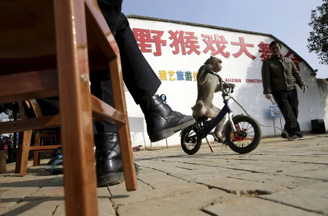 A monkey rides a bicycle past a villager, as the judge for a traditional performance watches, at Baowan village, in Xinye county of China's central Henan province, February 3, 2016. (Photo by Jason Lee/Reuters)