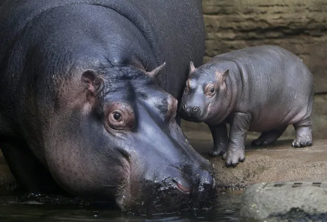 A baby hippo stands near its mother Maruska in their enclosure at Prague Zoo, Czech Republic, February 24, 2016. (Photo by David W. Cerny/Reuters)