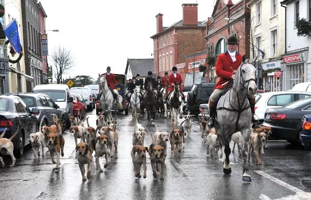 Huntsman John Cantillion leading the hounds through main street Kinsale, Co Cork at the South Union Foxhounds annual hunt in aid of Kinsale Hospital, on December 31, 2013. (Photo by Dan Linehan/PA Wire)