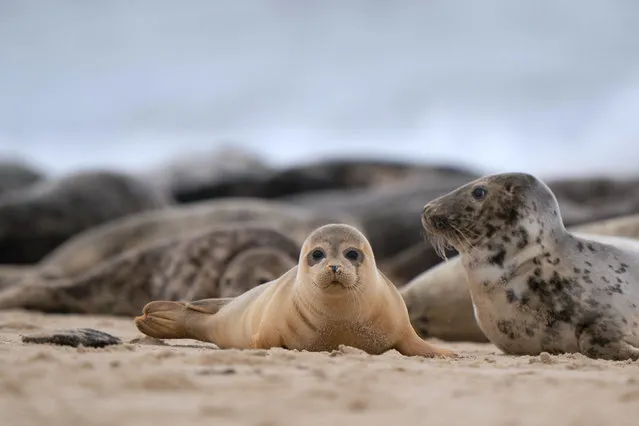 A common seal pup on the beach in Norfolk, United Kingdom on September 1, 2021, as hundreds of pregnant grey seals come ashore ready for the start of their pupping season. (Photo by Joe Giddens/PA Wire Press Association)