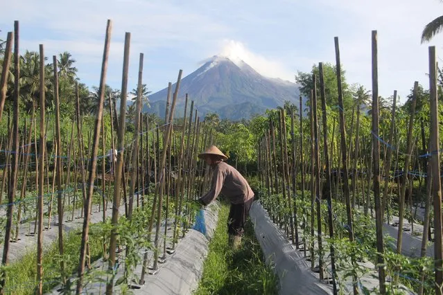 Farmers are doing activities in their rice fields with the backdrop of Mount Merapi, which emits white smoke from its belly at the top, seen in Sleman, Yogyakarta, Indonesia, on Thursday, February 1, 2024. Mount Merapi authorities conveyed information that hot clouds had fallen dozens of times with a maximum sliding distance of 1,700 meters on the slopes. (Photo by Antonius Jagad SR/ZUMA Press Wire/Alamy Live News)