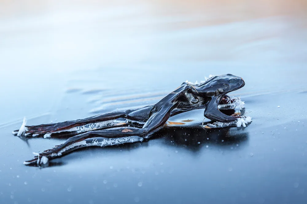 Frozen Frog by Svein Nordrum