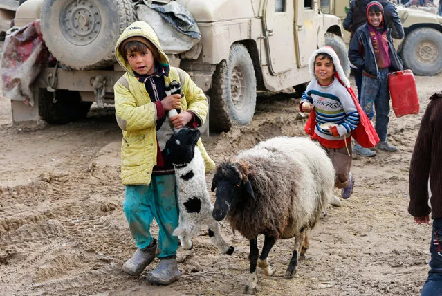 Iraqi children walk with sheep during a fight with Islamic State militants in Rashidiya, North of Mosul, Iraq, January 30, 2017. (Photo by Muhammad Hamed/Reuters)