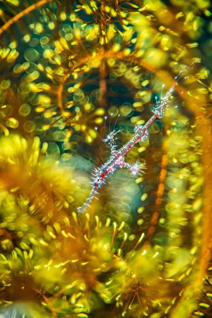 Winner, natural artistry. Bedazzled, by Alex Mustard, UK. A ghost pipefish hides among the arms of a feather star. Mustard had always wanted to capture this image of a juvenile ghost pipefish, but usually only found darker adults on matching feather stars. His image conveys the confusion a predator would be likely to face when encountering this kaleidoscope of colour and pattern. The juvenile’s loud colours signify that it landed on the coral reef in the last 24 hours. In a day or two, its colour pattern will change, enabling it to blend in with the feather star. (Photo by Alexander Mustard/Wildlife Photographer of the Year 2021)