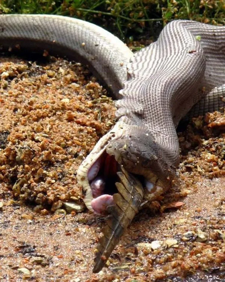 Python Meets a Crocodile See what Happened Next