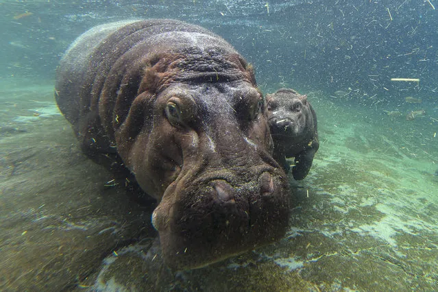 This Tuesday, May 12, 2015 photo provided by the San Diego Zoo Global shows the new hippopotamus calf that after nearly two months of waiting, animal care staff at the San Diego Zoo have determined is a girl. The calf, born March 23, 2015  to mother, Funani, has been named Devi. (Photo by Ken Bohn/San Diego Zoo Global via AP Photo)