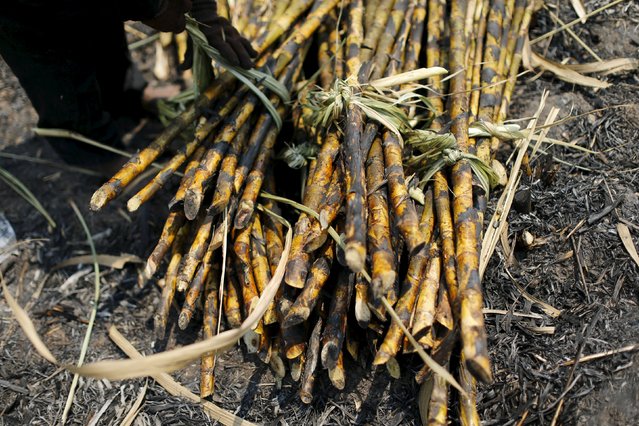 Sugarcane is seen after being harvested in a field at Pakchong district in Ratchaburi province, Thailand March 22, 2016. (Photo by Jorge Silva/Reuters)