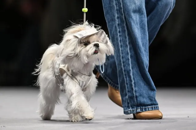 A model walks a dog at a pet fashion show during the Pet joy Fashion week 2024 at the Yangpu district in Shanghai on March 25, 2024. (Photo by Hector Retamal/AFP Photo)