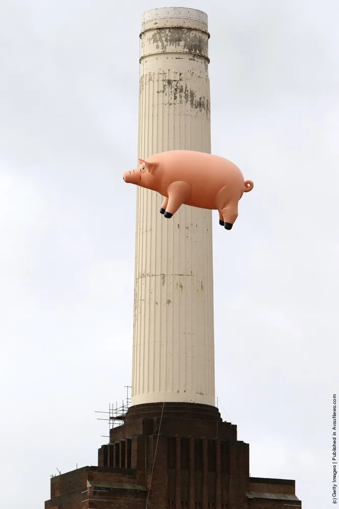 Flying Pig Recreates Pink Floyd Album Cover
