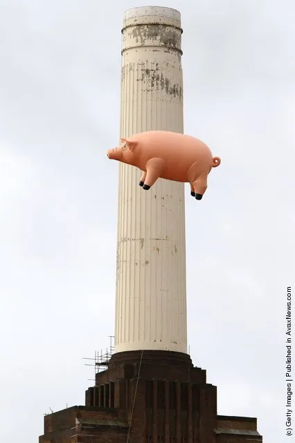 An inflatable pig flies above Battersea Power Station in a recreation of Pink Floyd's “Animals” album cover
