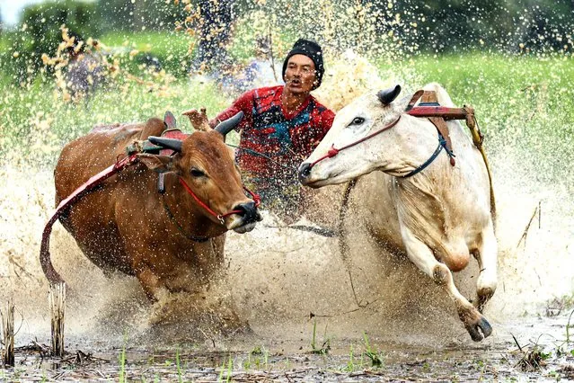 A man participates in the Pacu Jawi, a traditional bull race, at Nagari Labuah, in Tanah Datar of West Sumatra, Indonesia, on April 13, 2024. (Photo by Yorri Farli/Xinhua News Agency/Alamy Live News)