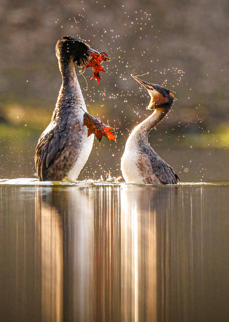 A pair of great crested grebes in the last decade of April 2024 perform a courtship ritual in Katowice, Poland, which involves presenting each other with leaves and plant material. (Photo by Patrick Kurc/Solent News)