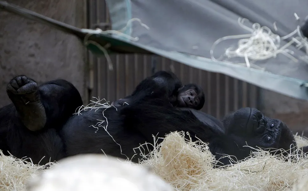 Czech Zoos Welcomes the Adorable Babys