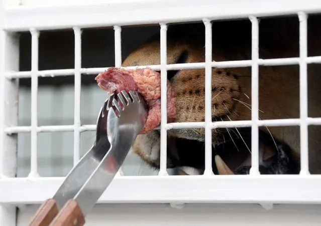 A lion is fed a piece of meat through the bars of a cage, as 33 lions rescued from circuses in Peru and Colombia are prepared for transportation to South Africa's Emoya Big Cat animal sanctuary, in Lima, Peru, April 29, 2016. Animal Defenders International raised the required funds this week in order to transfer the rescued lions to South Africa. Both Colombia and Peru have banned the use of wild animals in circuses. (Photo by Ernesto Arias/EPA)