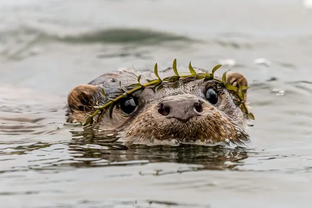 An otter comes up for air while swimming in the River Itchen near Winchester, Hampshire last decade of January 2022. (Photo by Daniel Lowth/Solent News)