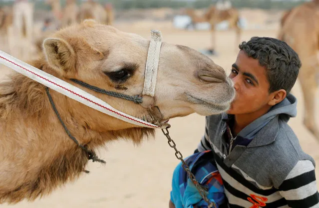 Ayman, an 11-year-old jockey, kisses his camel near the starting line during the opening of the International Camel Racing festival at the Sarabium desert in Ismailia, Egypt, March 21, 2017. (Photo by Amr Abdallah Dalsh/Reuters)