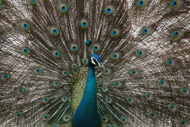 A peacock spreads its feathers at Dusit zoo in Bangkok, Thailand, March 30, 2017. (Photo by Chaiwat Subprasom/Reuters)