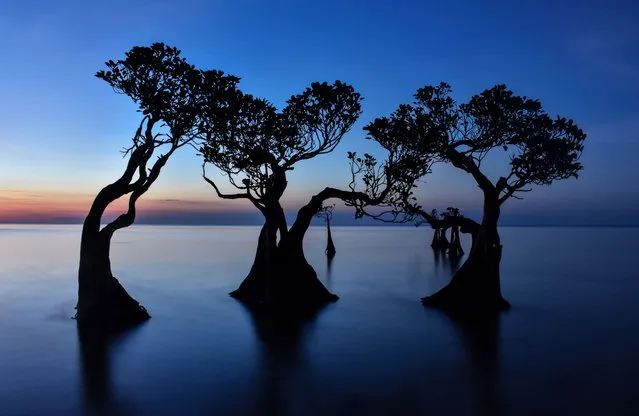 Mangrove in Walakiri Beach after Sunset in East Sumba, Indonesia in 2018. (Photo by Sarubabel Malau/Rex Features/Shutterstock)