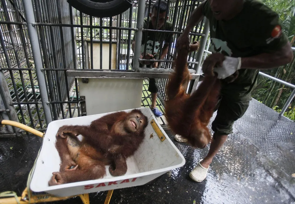 Indonesia Orangutans