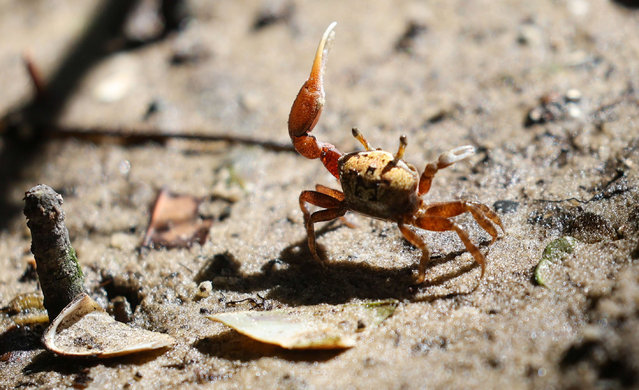 A fiddler crab jockeys for territory near a stand of mangroves on Stevenson Creek on Wednesday, June 12, 2024, where area environmentalists are pushing back on plans for a proposed dock on the creek due to environmental concerns about the manatees, oysters, and grass beds there if more boats are introduced to the area. (Photo by Douglas R. Clifford/Tampa Bay Times/ZUMA Press Wire/Rex Features/Shutterstock)