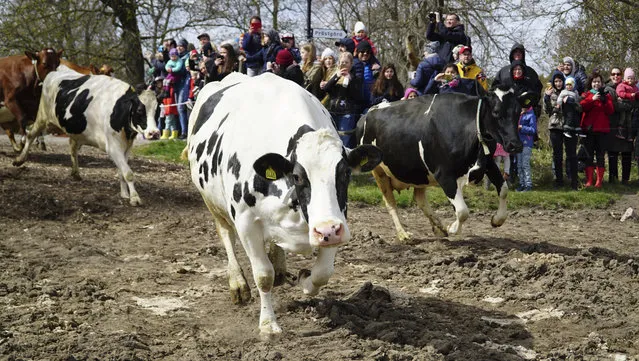 Dairy cows are released into open fields for the lush summer pastures, freed from the stables which have been their homes for the long winter months, in Drottningholm, Sweden, Saturday, April 29, 2017. The annual event, known in Sweden as “koslapp” or cow release, has become a popular family outing for many urban dwellers. (Photo by David Keyton/AP Photo)