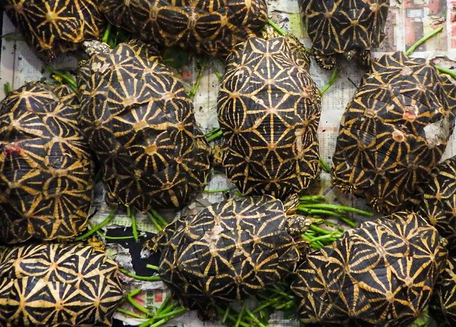 This undated handout photo released by Malaysia's Department of Wildlife and National Parks on July 9, 2024 shows Indian star tortoises after being rescued during a raid on a house in Ampang in Malaysia's Selangor state. Malaysian authorities have arrested six members of an international crime ring known as the "Ninja Turtle Gang" and seized about 200 smuggled tortoises and turtles, a wildlife official said July 9. (Photo by Malaysia Department of Wildfife and National Parks/AFP Photo)