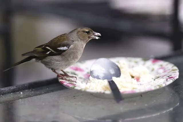 A Chaffinch bird eats the remains of a cake during Britain's Prince Charles and his wife, Camilla Duchess of Cornwall's visit to Glenveagh National Park during a tour to Donegal, Ireland May 25, 2016. (Photo by Clodagh Kilcoyne/Reuters)