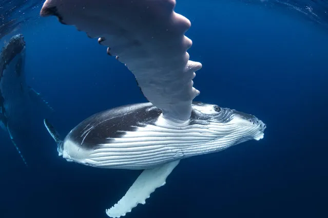 The images were taken off the coast of Tonga in the South Pacific. Photographer Grant Thomas said: “Through my images I aim to show off the amazing life we have on our planet in hope of inspiring more people to experience it for themselves and, most importantly, care for it. There is nothing to be afraid of with the humpback whales, as these animals are some of the most majestic and peaceful creatures in the sea. They will often be very curious of people in the water and will even seek out interactions with us”. (Photo by Grant Thomas/Caters News Agency)