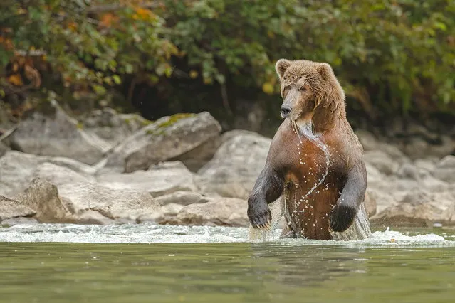 A young Alaskan Brown Bear enters the water to try to catch fish, but fails multiple times, in Mount Redoubt, Alaska, USA on April 17, 2022. (Photo by Jennifer Hadley/Animal News Agency)
