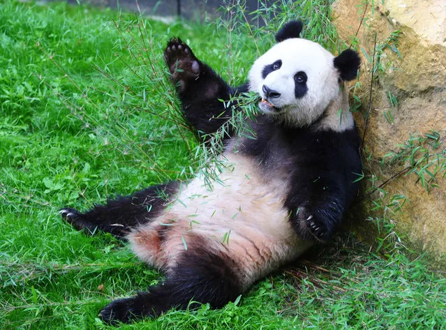 Giant pandas Wu Wen and Xing Ya, both three and half years old, staged an enchanting debut on Tuesday, May 31, 2017 at the Ouwehands Zoo in Rhenen City, the Netherlands, where they will stay for 15 years. (Photo by Xinhua News Agency/Rex Features/Shutterstock)