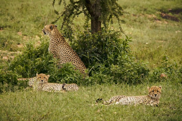 A group of cheetahs are seen in Serengeti National Park, one of the largest wildlife sanctuaries in the world, during the World Wildlife Day, celebrated to draw attention to wild plant and animal species on planet and raise awareness of wildlife conservation efforts, in Serengeti, Tanzania on January 8, 2024. Hosting Africa's 'Big Five', which are lions, elephants, leopards, rhinos and buffaloes, Serengeti National Park have been adversely affected by human activities such as agriculture, industry and poaching. (Photo by Abdulrahman Abel/Anadolu via Getty Images)