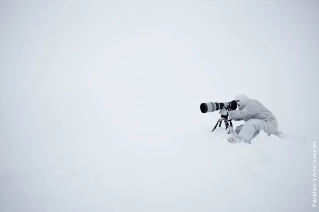 Paul Nickle photographing polar bears in Svalbard