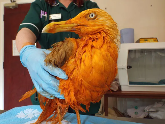 A seagull who turned bright orange after he plunged into a vat of chicken tikka masala in Beckford, England on June 9, 2016. The bird fell into a container of the food while trying to scavenge a piece of meat from a food factory bin in Wales. (Photo by Vale Wildlife Hospital/PA Wire)