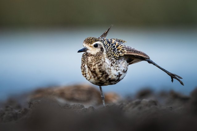 Pacific golden plover, whose habitat is Siberia and Alaska, migrates to Asia, Australia and the islands in the Pacific Ocean during the winter season, is seen in the Kocacay Delta in Karacabey district of Bursa, Turkiye on September 08, 2024. Pacific golden plover, a migratory species that occasionally prefers areas with short vegetation, swamps and clearings for feeding, is rarely seen in Turkiye during the winter months. (Photo by Alper Tuydes/Anadolu via Getty Images)