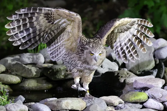 A Blakiston's fish owl, or Shima owl, flies off with a fish in a forest near the town of Rausu, Hokkaido, northern Japan, 29 May 2022. The Shima owl is the largest owl in Japan with its 70 cm in total length and 180 cm when the wings are spread. (Photo by JIJI Press/EPA/EFE)