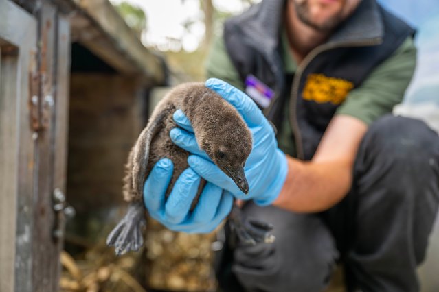 Your’re my wonderwall – Liam, one of two endangered African penguin chicks that were named after the Oasis frontmen, at Hertfordshire Zoo, UK in the first decade of October 2024. (Photo by Hertfordshire Zoo/PA Wire)