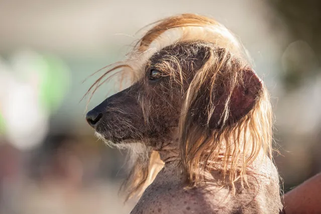 Ugly dog contestant Himisaboo waits to be judged at the 2016 World's Ugliest Dog Contest at the Sonoma-Marin Fair in Petaluma, California, USA, 24 June 2016. (Photo by Peter Dasilva/EPA)