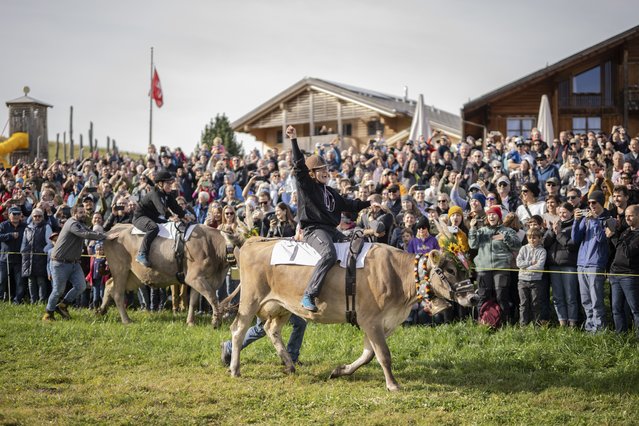 Babs Brandstetter with Thomas and cow Fiola celebrate the win in front of Bettina Beeler with Remo Giger and cow Opalma after a cow race in Flumserberg, Switzerland, 20 October 2024. During the annual cheese market, cows and riders compete in the only cow race of Switzerland. (Photo by Gian Ehrenzeller/EPA/EFE)