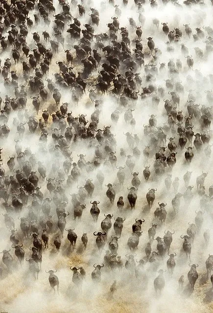 A huge herd of African Cape Buffalo kicking up dust in Botswana. (Photo by Chris Harvey/Ardea/Caters News)