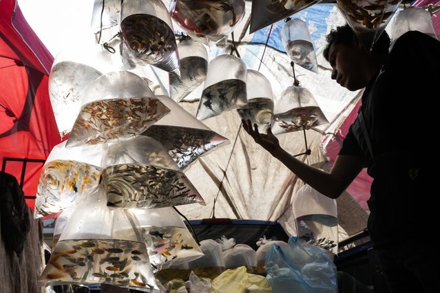 A customer selects a bag of pet fish at a fish market in Mexico City, Saturday, June 1, 2024. (Photo by Matias Delacroix/AP Photo)