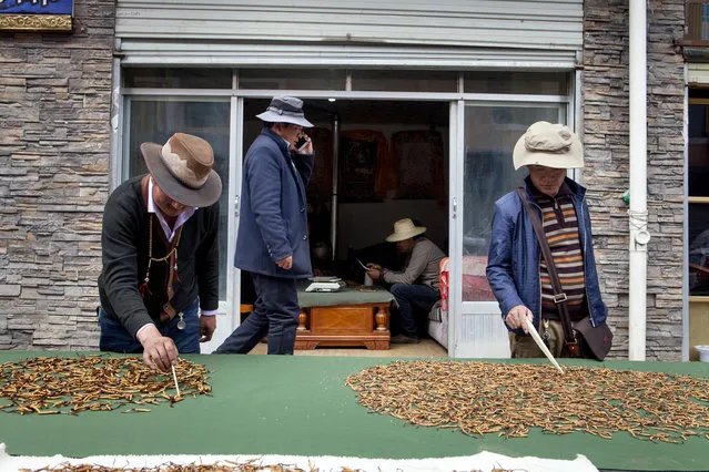 Tibetan men sell Cordyceps at a market in Yushu, a county-level city of Yushu Tibetan Autonomous Prefecture in the southern part of Qinghai province on May 30, 2016. (Photo by Giulia Marchi/The Washington Post)