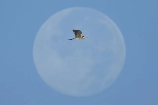A Gray heron flying in front of the moon in the early morning in Kapar on the outskirt of Selangor state, Malaysia, Saturday, March 19, 2022. (Photo by Vincent Thian/AP Photo)