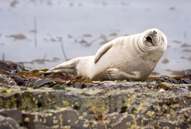 Julie Prodanovic images of a seal having a giggle was highly commended at last year's awards on June 21, 2015. Brace yourself for some rib tickling laughter because the Comedy Wildlife Photography Awards are back. To celebrate, here’s a look back at some of the best photos that came out of the last two years’ contest. Some of 2016’s priceless photos include a grizzly bear being slapped in the face by its own salmon dinner, a buffalo looking less than pleased about the trickle of bird poo oozing down his forehead and a gorilla digging for gold up his nose. Although the competition has provided laughs around the globe, its main purpose has always been to raise awareness of the importance of conserving our planet’s wildlife. (Photo by Julie Prodanovic/Barcroft Images)